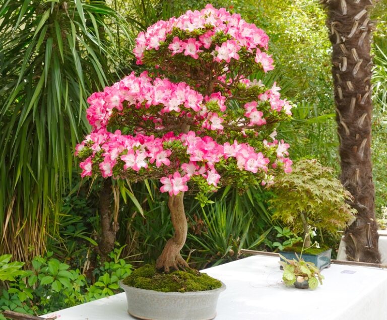 Bonsai Tree Turning Brown?